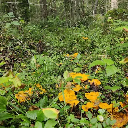 Med Strandbastu * Oravais