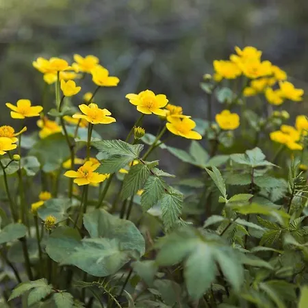 Hébergement de vacances Med Strandbastu Oravais