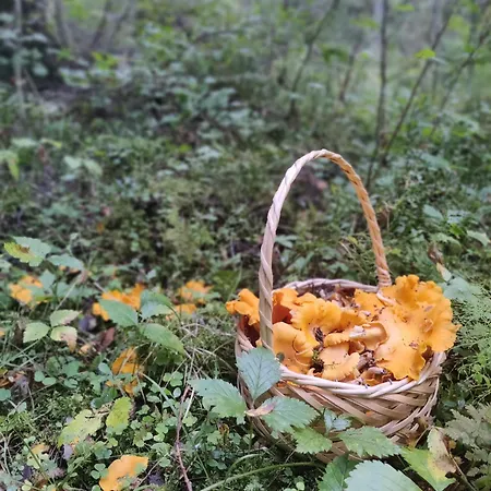 Vakantiehuis Med Strandbastu