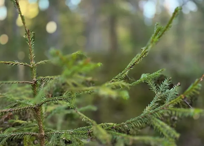 펜션 Med Strandbastu