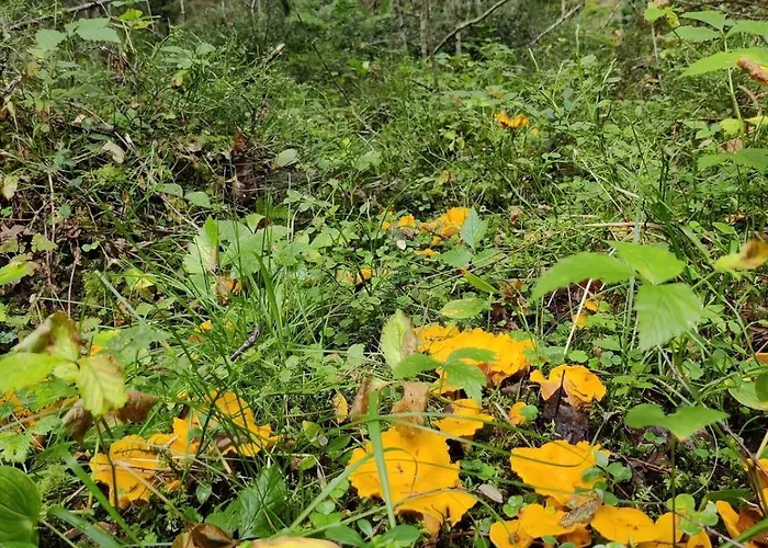 Med Strandbastu * Oravais