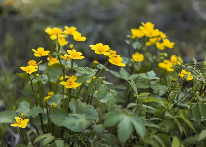 Ferienhaus Med Strandbastu Oravais